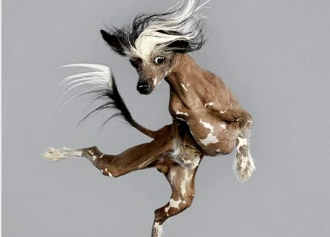 Bộ ảnh vui nhộn: Chó bay trong không trung