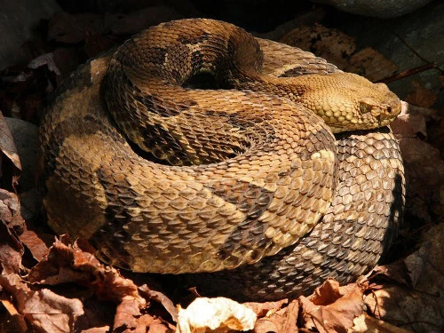 Bí ẩn những căn bệnh khó tin, lạ kỳ nhất ở động vật