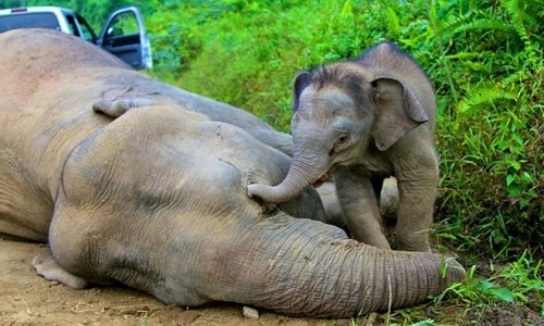 Xúc động khoảnh khắc chia ly của động vật hoang dã