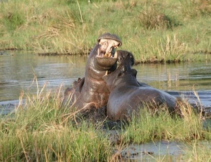 Hà mã tử chiến đồng loại bảo vệ con