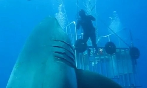 Kinh hoàng xem cá mập trắng khổng lồ vờn thợ lặn