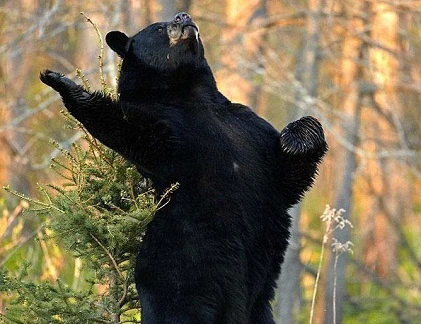 Chết cười với biểu cảm như người của gấu