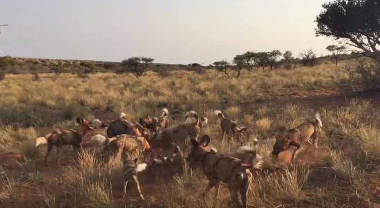 Chó hoang đuổi đến tận ổ, săn giết lợn rừng tàn khốc