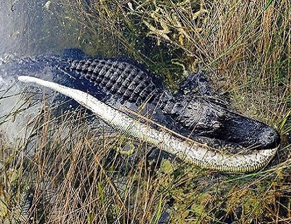 Trăn chết thảm dưới hàm cá sấu
