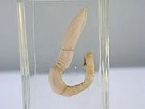 Những loài giun, sâu "quái, độc" nhất thế giới