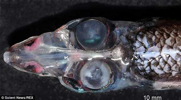 Top sinh vật biển có hình thù “ác mộng” nhất hành tinh