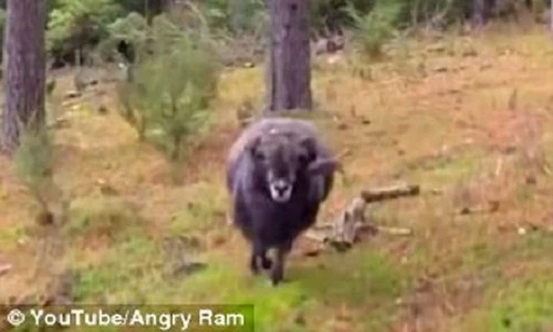 Cừu điên tiết tấn công máy bay không người lái