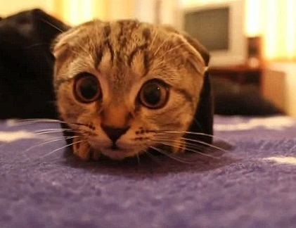 Xem mèo “tự sướng” với tay áo siêu ngố