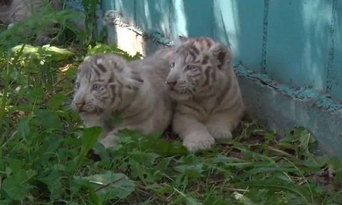 Hổ trắng quý hiếm sinh hạ được tới 5 hổ con