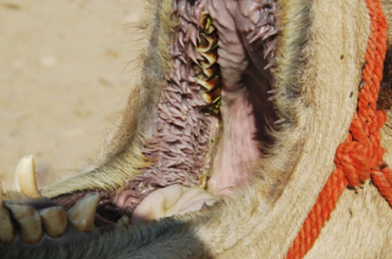 "Bộ nhá” quỷ dữ của những động vật không ngờ nhất