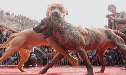 Cận cảnh màn đấu chó tàn khốc trên khán đài Trung Quốc