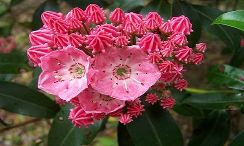 Kinh hãi loài hoa quen thuộc, chứa chất độc chết người