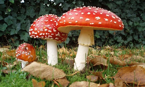 Kỳ thú những sinh vật màu đỏ ấn tượng nhất hành tinh