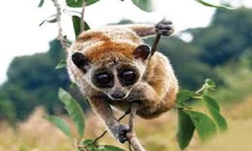 Khám phá gây kinh ngạc về loài Cu li ít ai biết