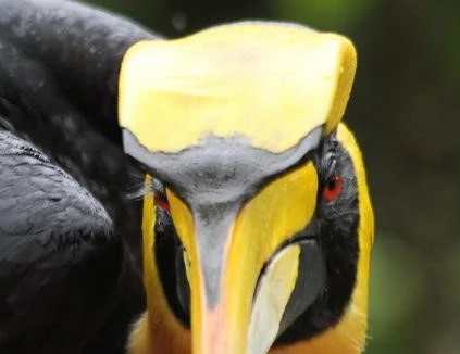 Soi "bảo bối” khiến bạn tình “xin chết” của chim hồng hoàng