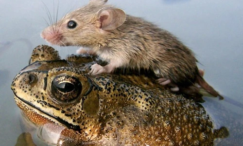 Những cặp đôi động vật trái khoáy nhất quả đất