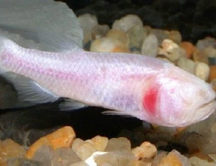 10 động vật kỳ quái, không mắt