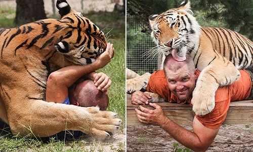 Rùng mình người đàn ông ăn ngủ với hổ dữ mỗi ngày