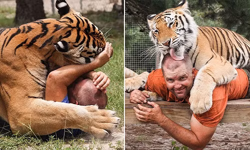 Rùng mình người đàn ông ăn ngủ với hổ dữ mỗi ngày