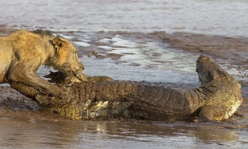 Sư tử tát lật hàm cá sấu để giành xác hà mã