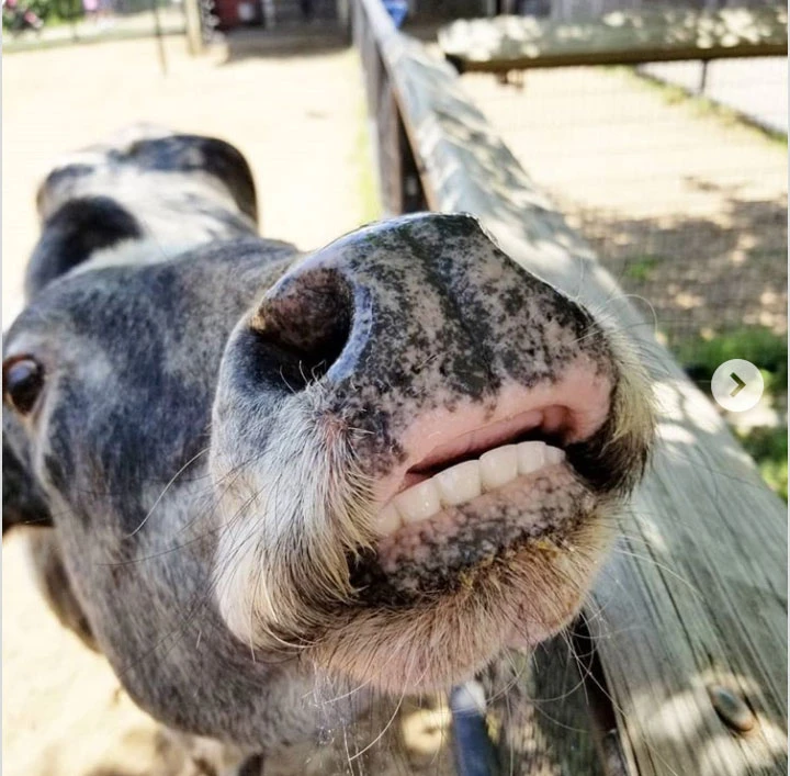 Loạt sự thực về thế giới tự nhiên kì quặc hơn bạn tưởng