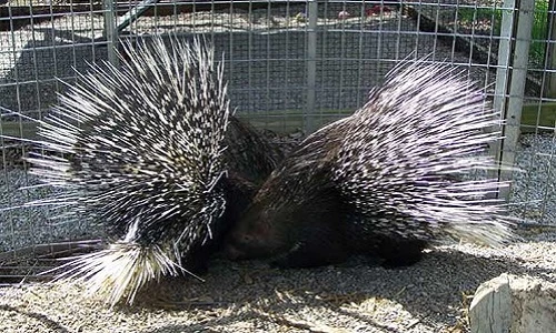 Những món quà Valentine “siêu độc” của động vật