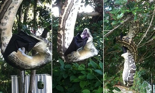 Rợn người xem trăn khổng lồ gồng mình nuốt chửng dơi