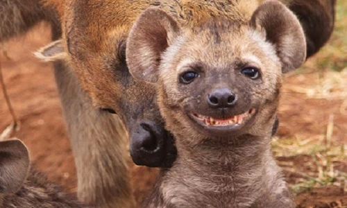 Chết cười biểu cảm "khó đỡ" của động vật đáng yêu