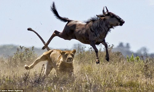 Linh dương đá bay sư tử chạy thoát thân ngoạn mục