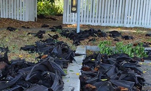 5.000 con dơi chết đột ngột, rơi lộp bộp xuống đường