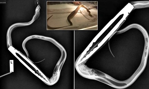 Rợn người trăn nuốt chửng kẹp thịt nướng vào bụng