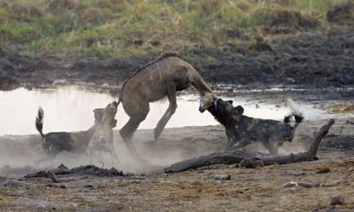 Những màn săn mồi khủng khiếp của động vật hoang dã