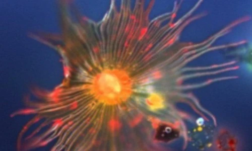 Ảnh kính hiển vi nội soi bí ẩn thế giới quanh ta