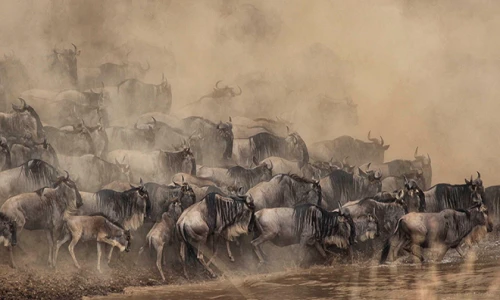 "Vũ điệu hoang dã" châu Phi mùa di cư