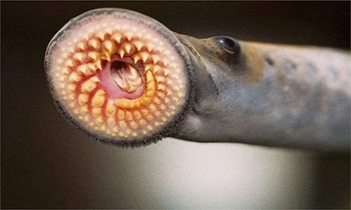 Chân dung cá “ma cà rồng” rớt xuống từ trên trời Mỹ