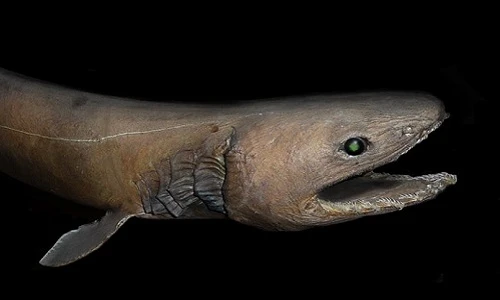 Những điều kỳ bí mê hồn trong lòng đại dương (2)