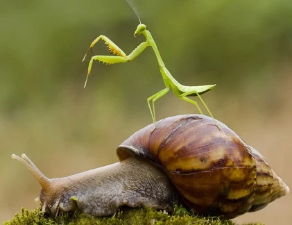 Ảnh động vật tuần qua: Bọ ngựa cưỡi ốc sên