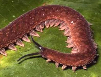 Những cung thủ động vật đặc biệt nhất