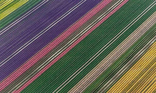 Ảnh hình học gây sốc về cánh đồng hoa tulip