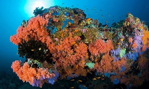 Những điều huyền bí đáng kinh ngạc trong lòng đại dương