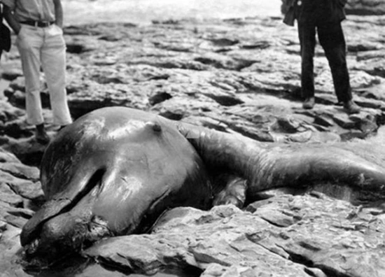 Quái vật bí ẩn khiến bạn hồn xiêu... phách lạc