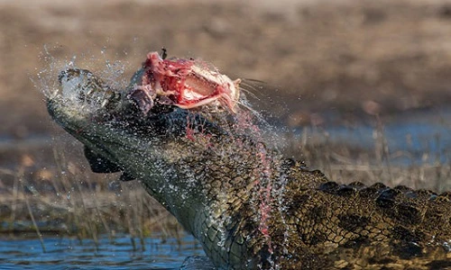Cảnh tàn khốc: Cá sấu xẻ thịt con mồi