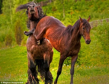 Những cú đá hậu kinh hoàng của ngựa (3)