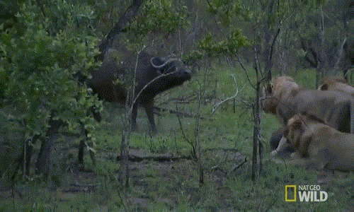 Một con trâu rừng lao đến giải cứu đồng loại nhưng bị đàn sư tử đuổi cho chạy bạt mạng.