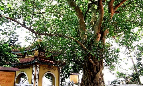 Những bí ẩn về bồ đề - cây thiêng trong Phật giáo