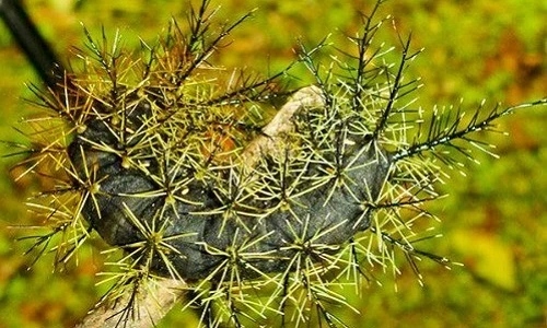 Những loài sâu có tài “lừa đảo” siêu hạng