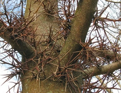 Rùng mình với những thân cây mang họ nhím