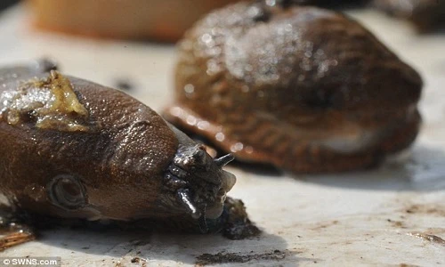 Kinh hoàng sên ăn thịt xâm lấn Bắc Âu