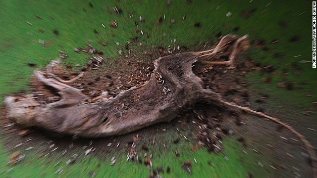 Rùng mình xem sâu bọ ngấu nghiến xác chết