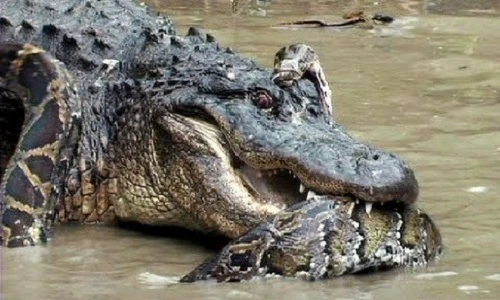 Trận chiến sống còn cá sấu sát thủ và trăn khổng lồ
